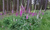 IMG-20240624-WA0001