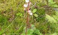 IMG-20240615-WA0015