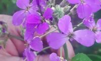 IMG-20240520-WA0010