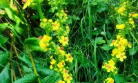IMG-20240607-WA0020