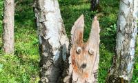 IMG-20240607-WA0025