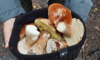 IMG-20241011-WA0011